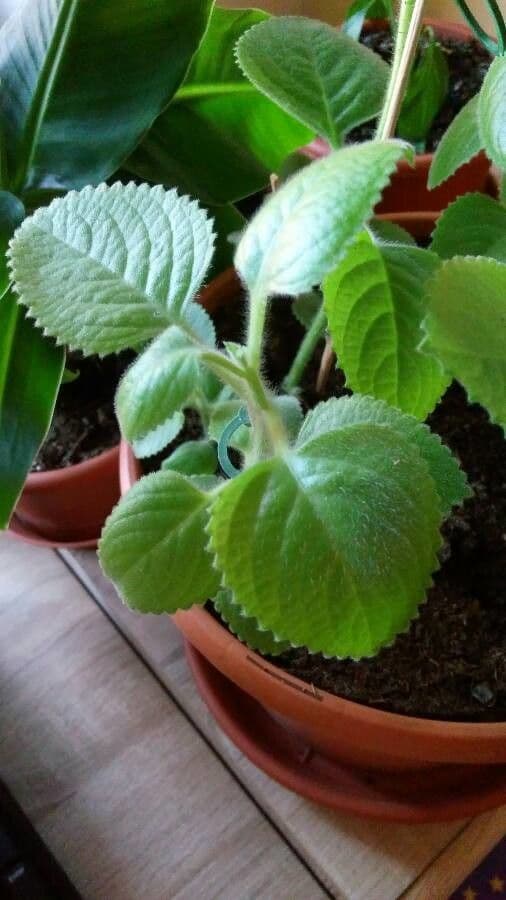 Cuban-oregano 15