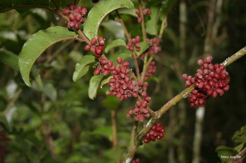 Amborella 2