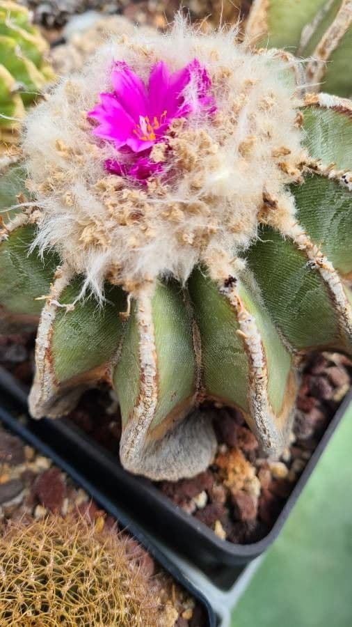 HIntons Aztekium
