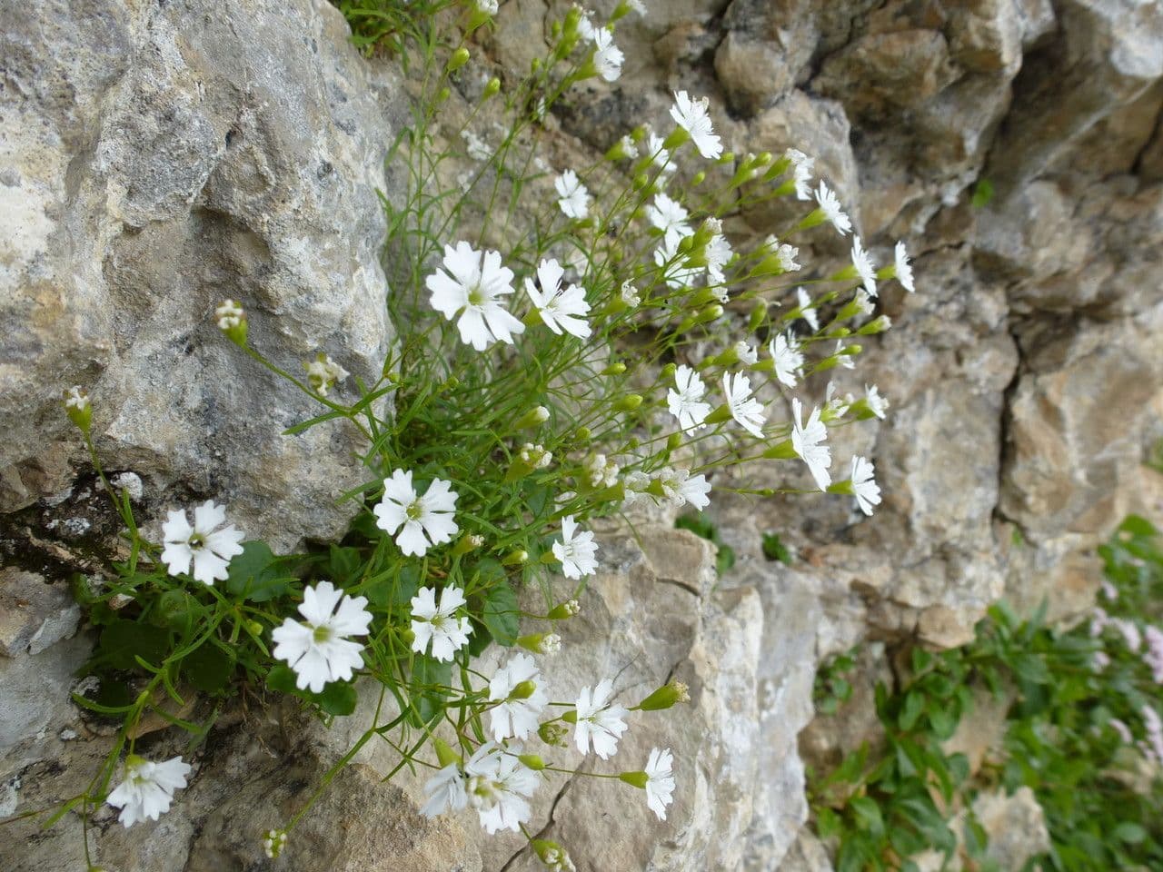 Silene pusilla 7