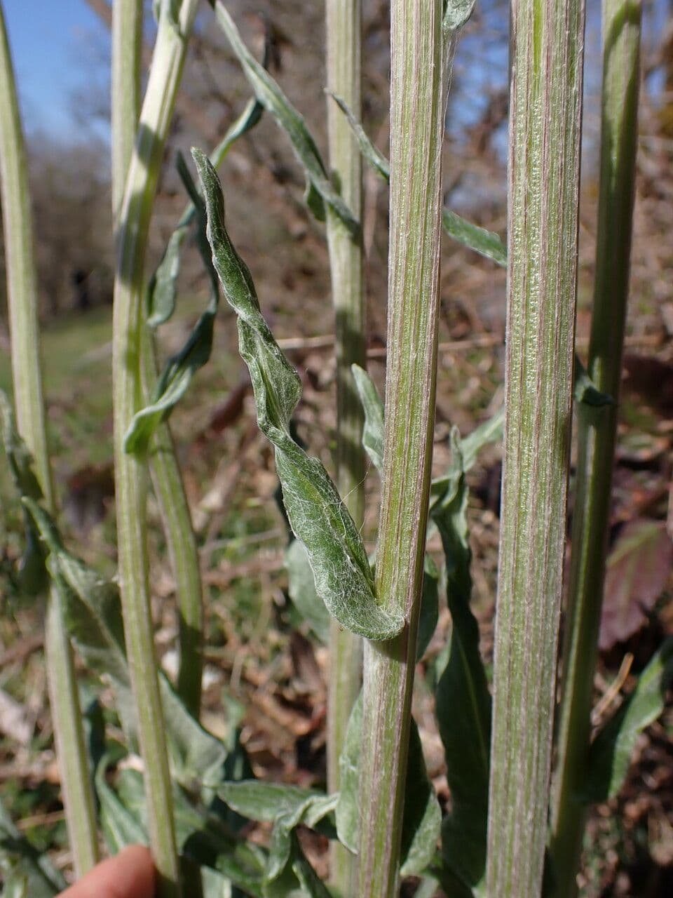 Tephroseris helenitis 31