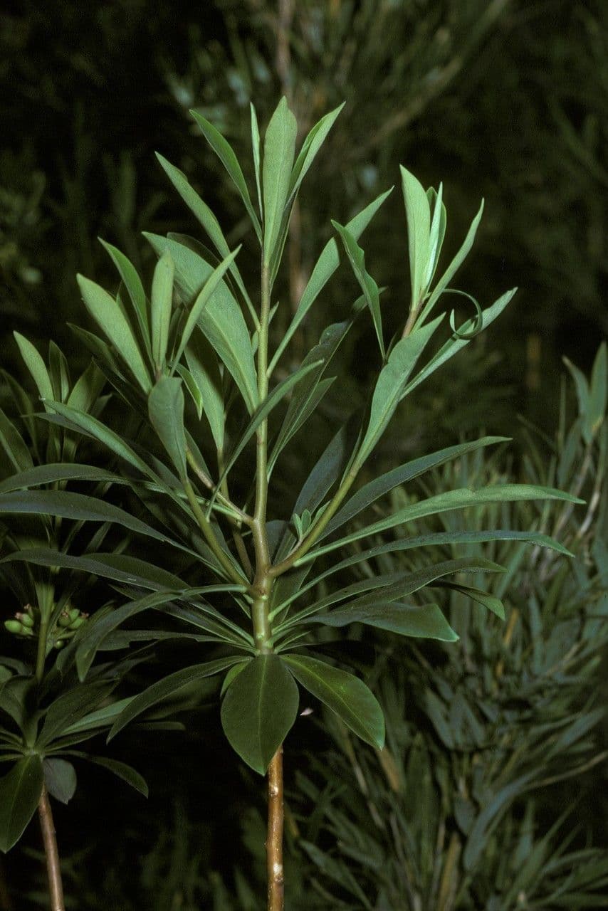 Ovidia 12