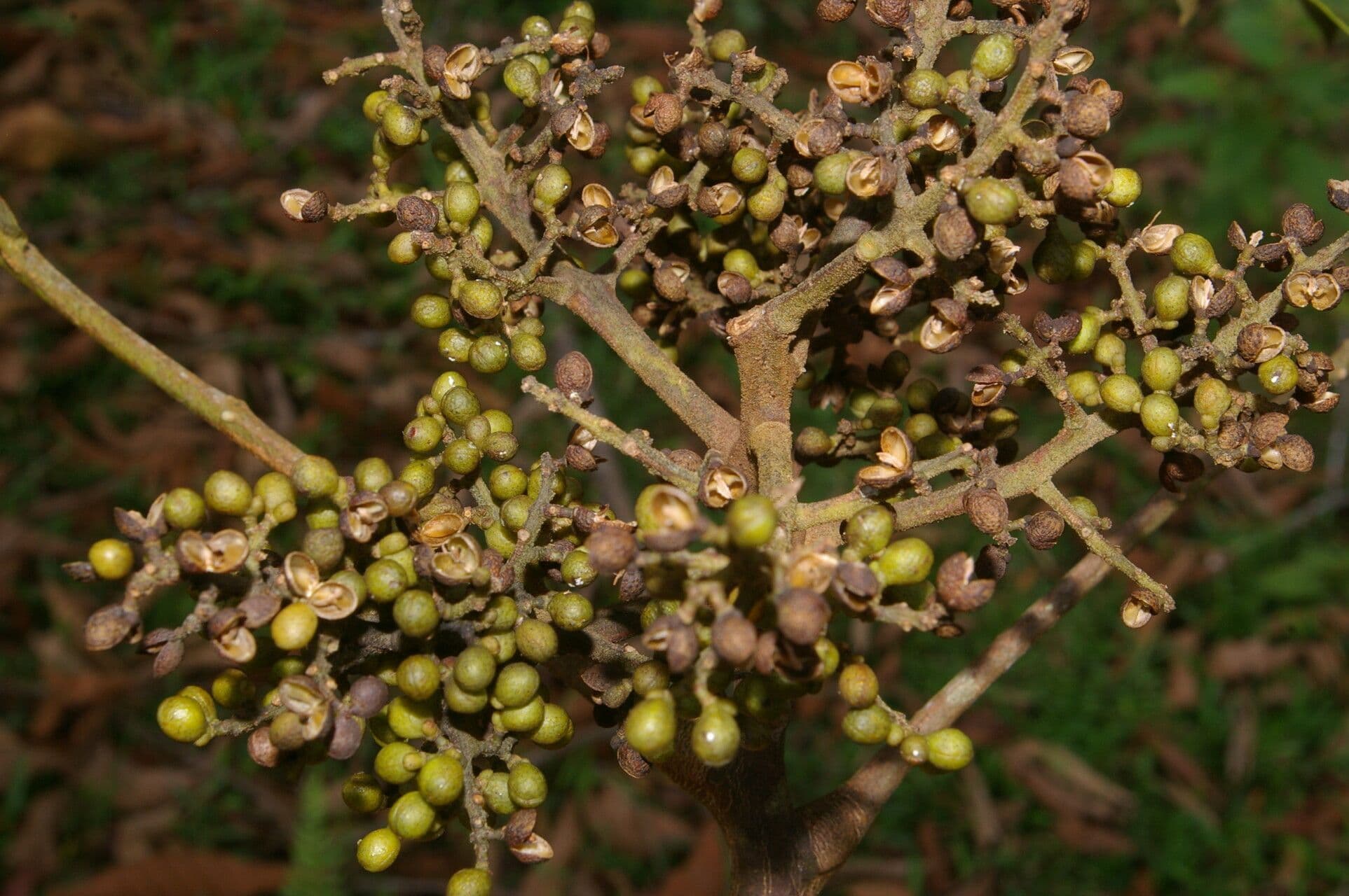 Zanthoxylum 6