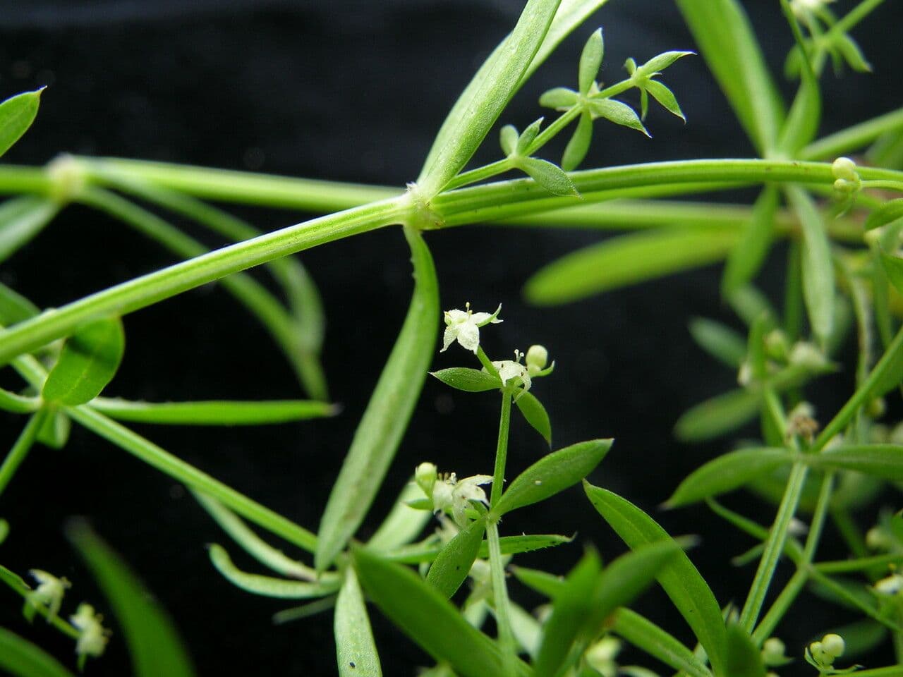 Galium asperifolium 6