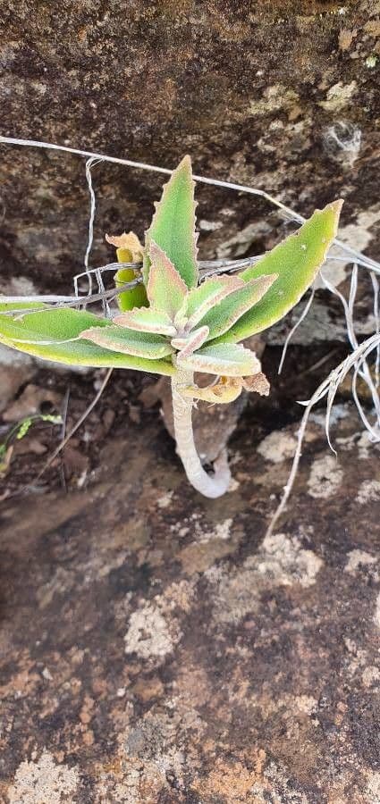 Kalanchoe 7