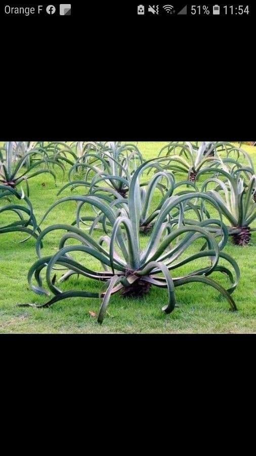 Agave polpo