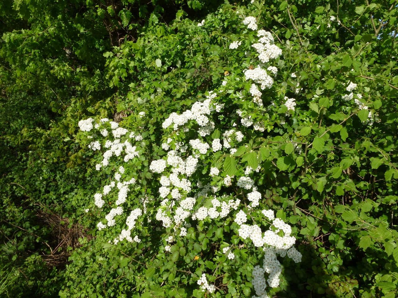 Biancospino 26