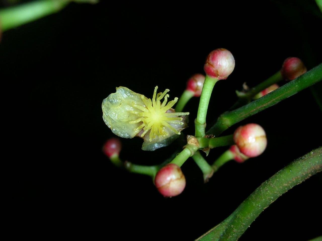 Chrysochlamys 5