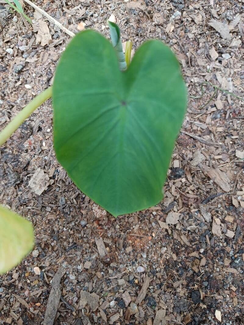 Taro 11