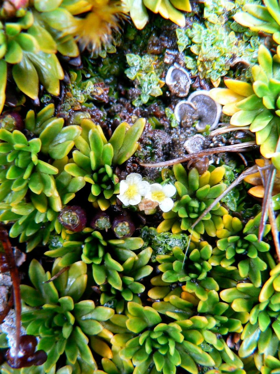 Ourisia 2