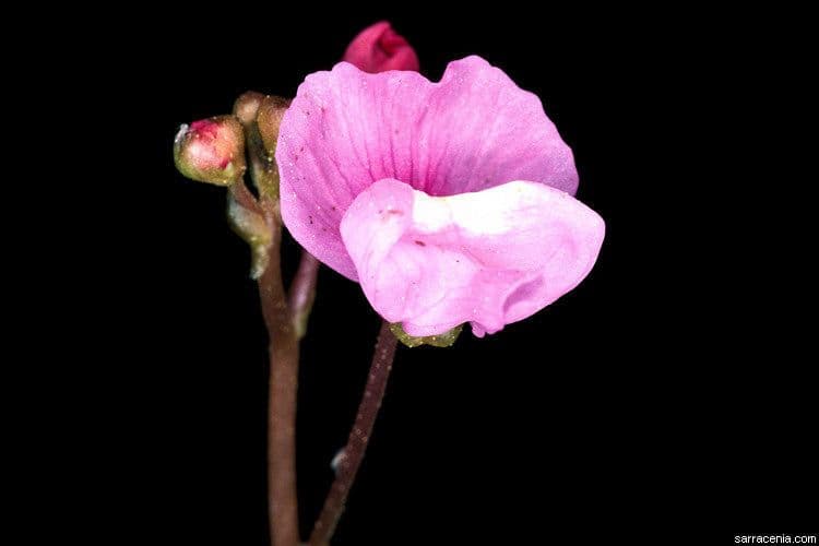 Utricularia purpurea orientale 6