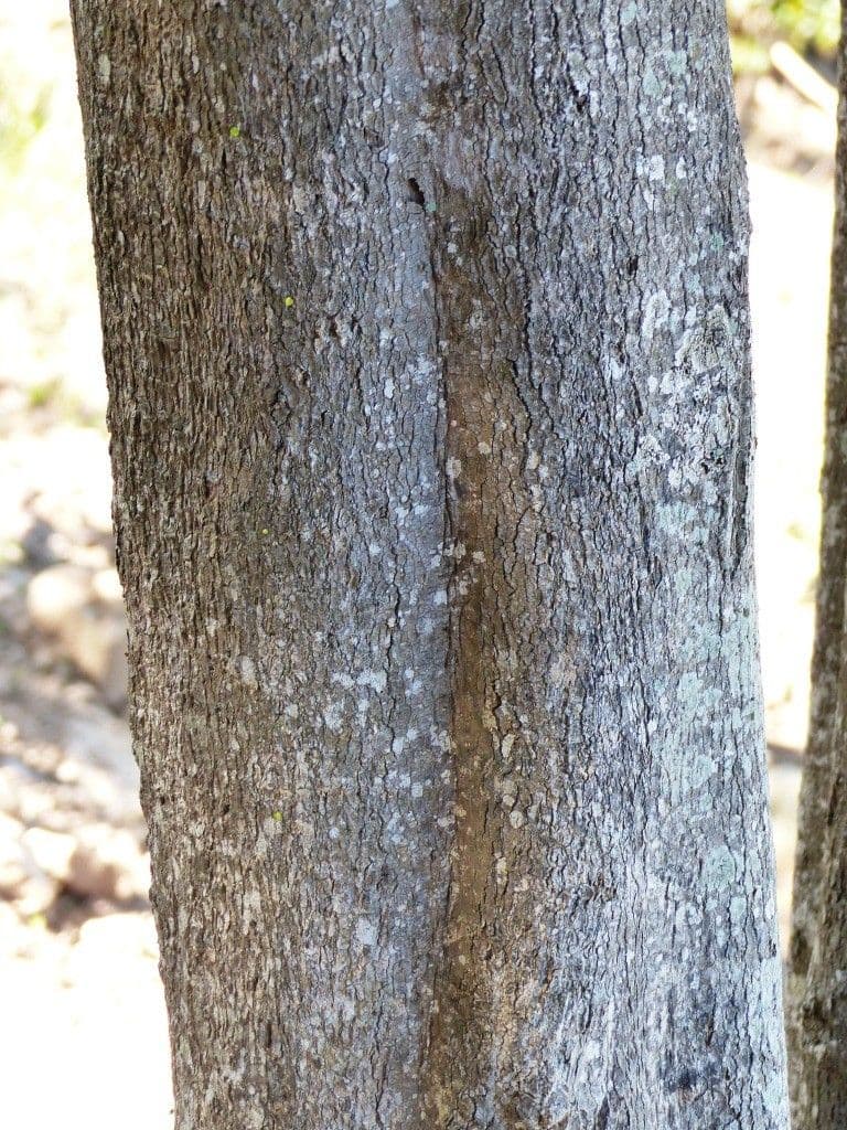 Emmenosperma 18