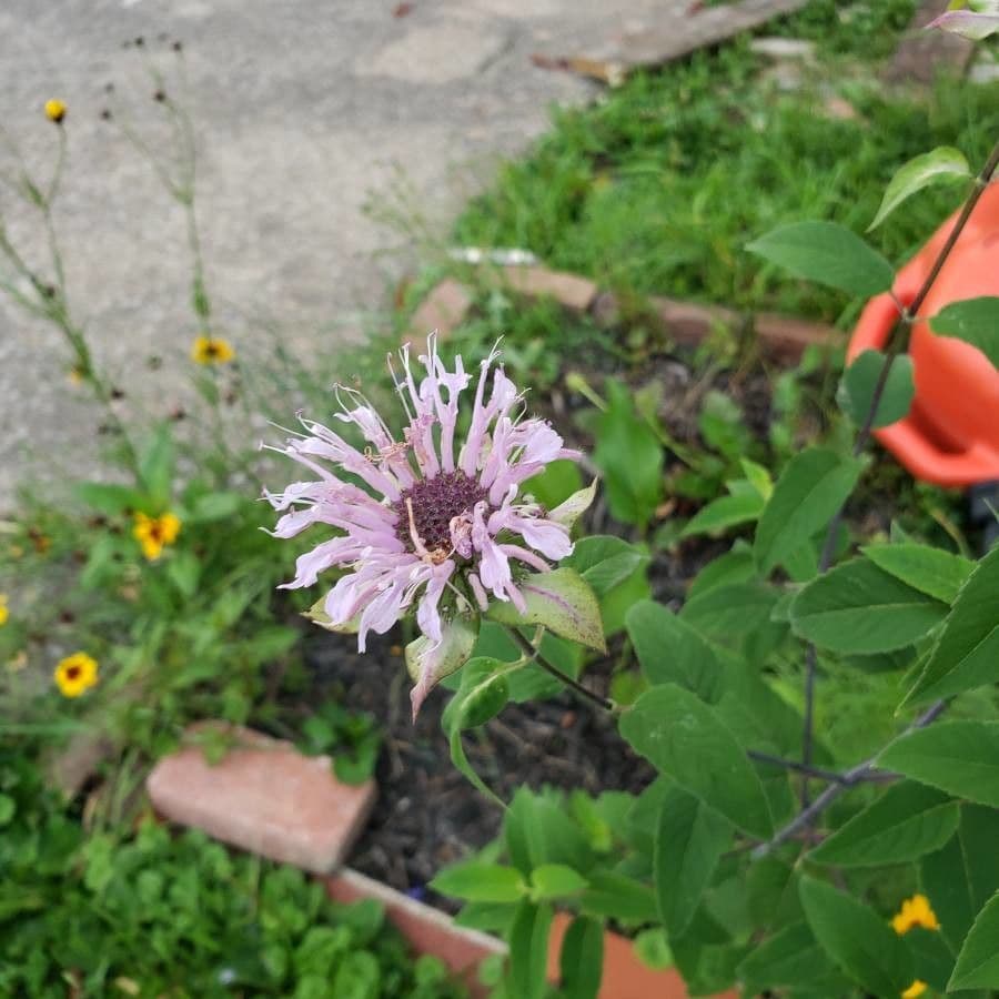 Monarda 9