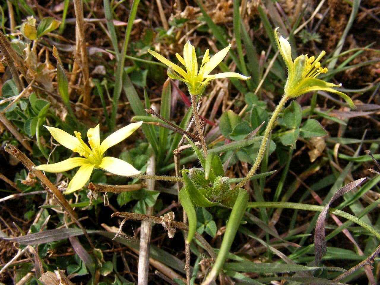 Acker-Gelbstern 20
