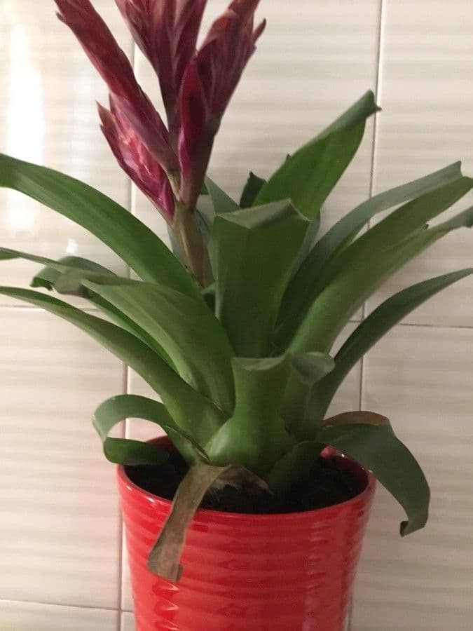 Vriesea 9