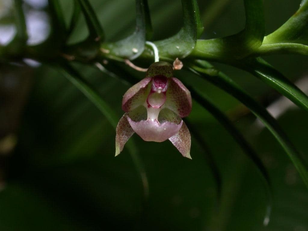 Dichaea 3