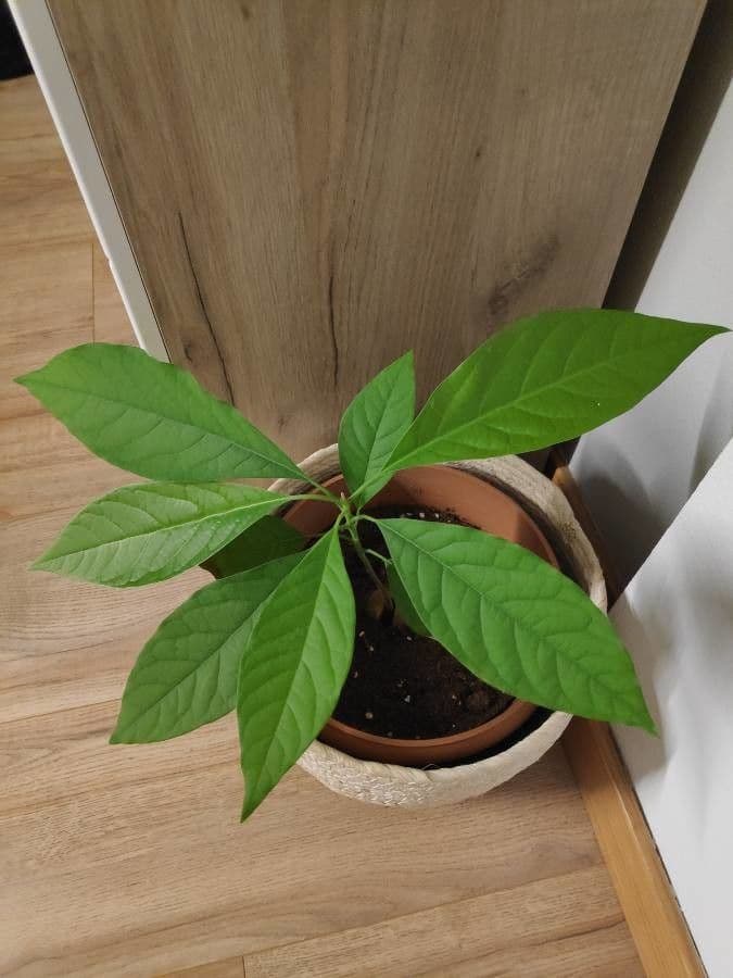 Avocado 16