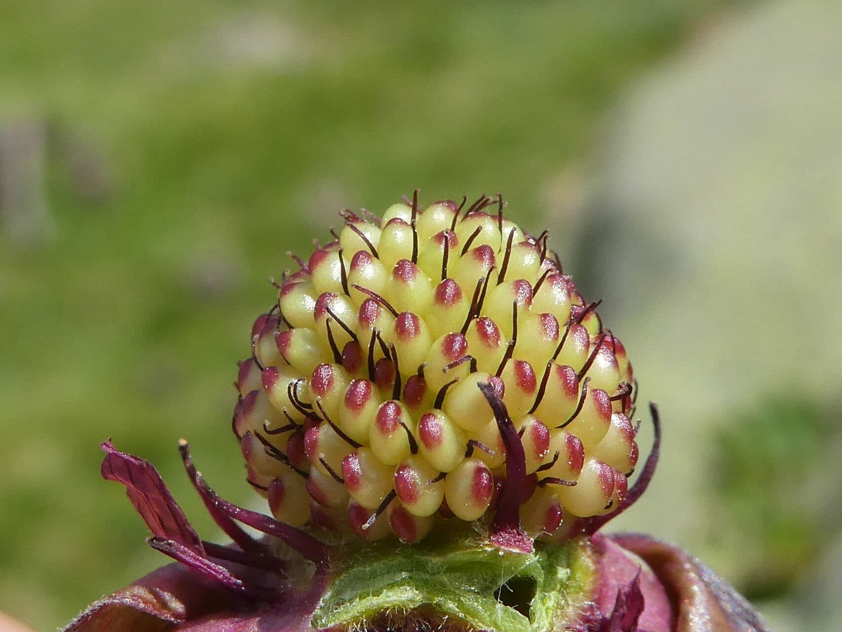 Cinquefoglie delle paludi 4