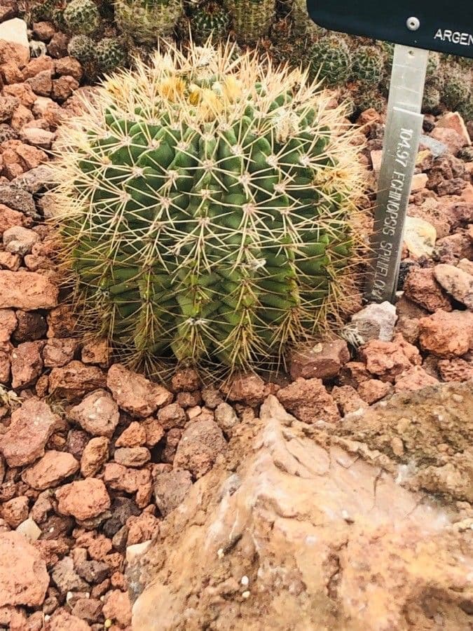 Acanthocalycium 5