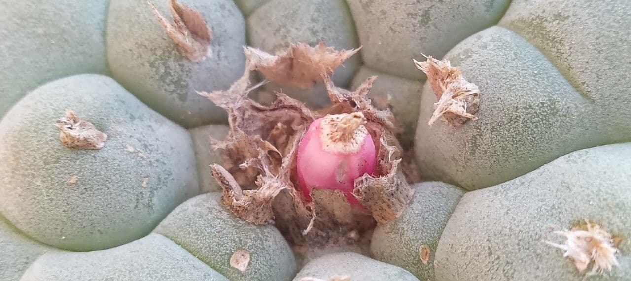 Peyote