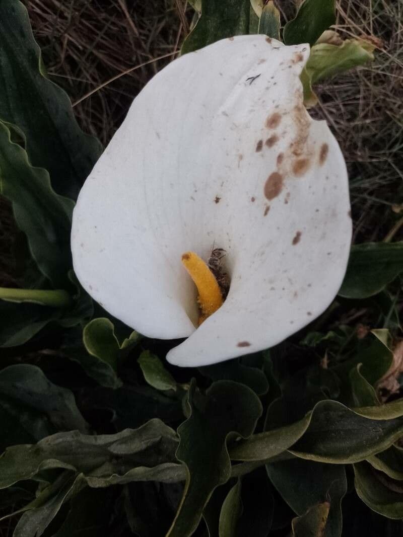 Calla di palude 20