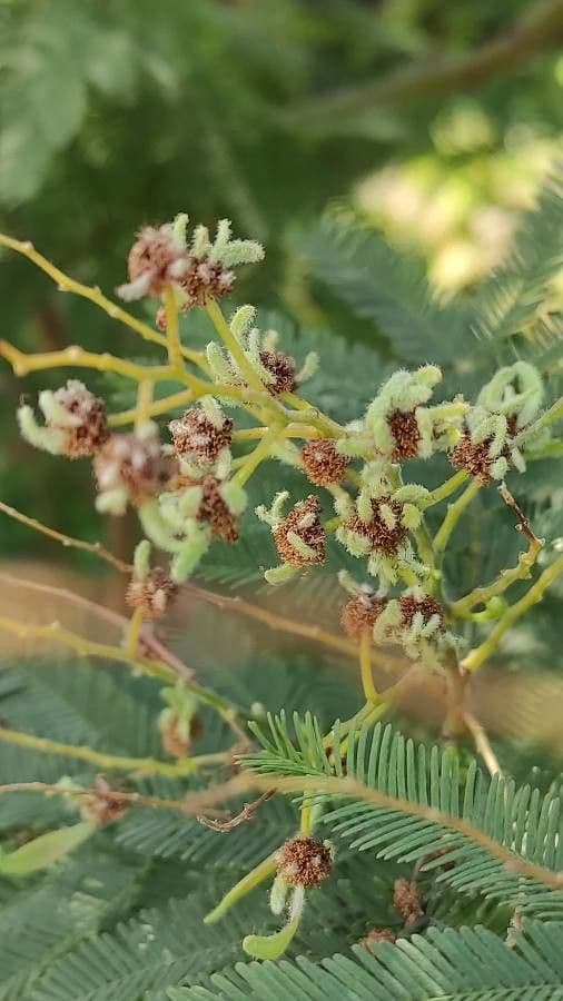 Grüne Wattle 3