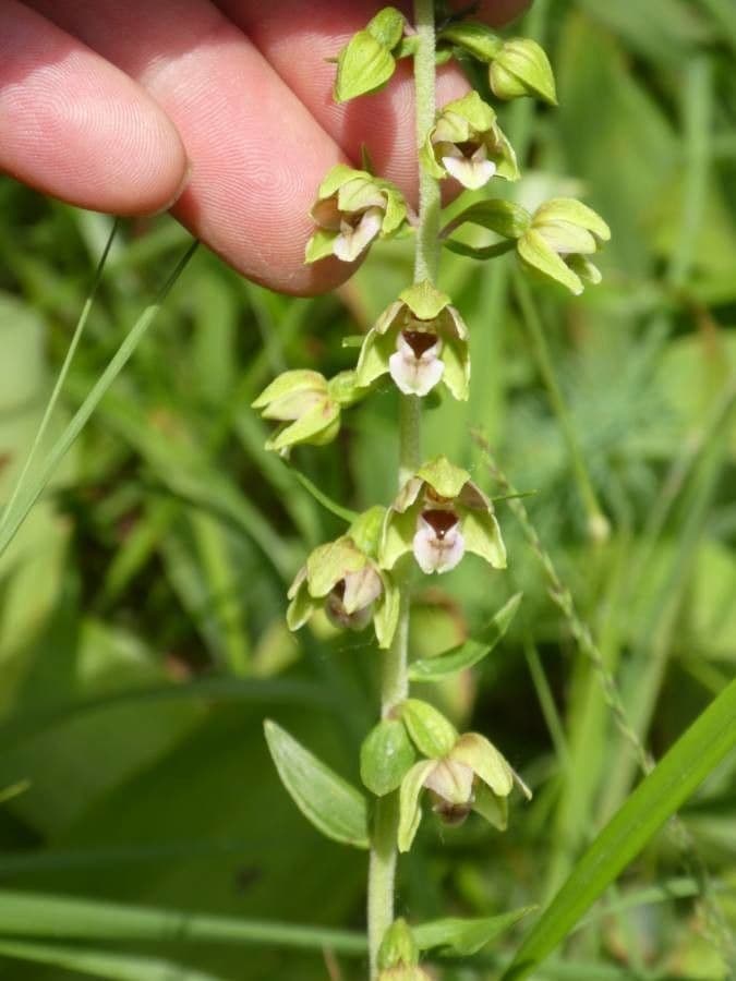 Epipactis