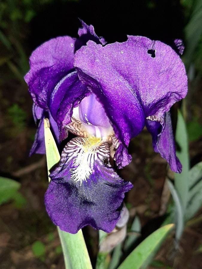 Zwerg-Schwertlilie 5