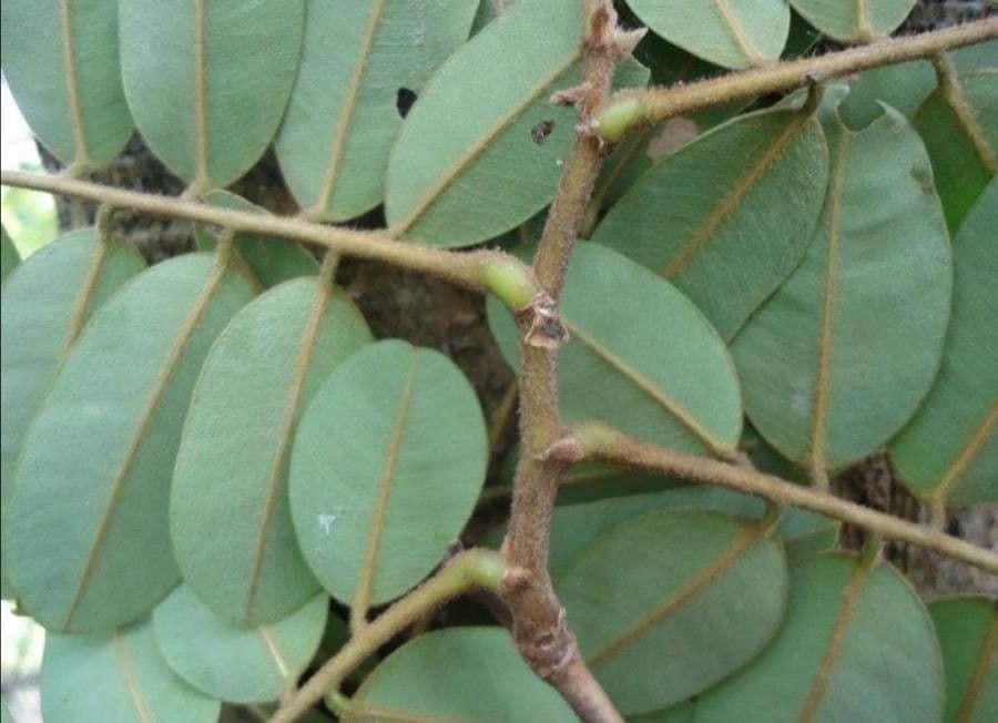 Machaerium biovulatum 18