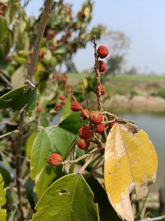 Mallotus philippensis 5