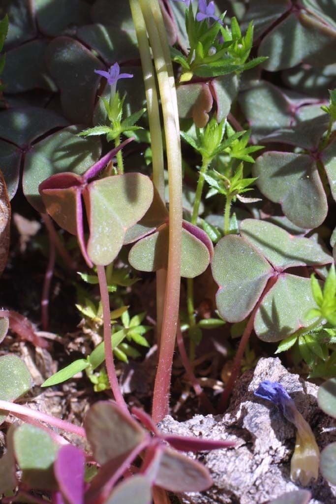 Acetosa viola 18