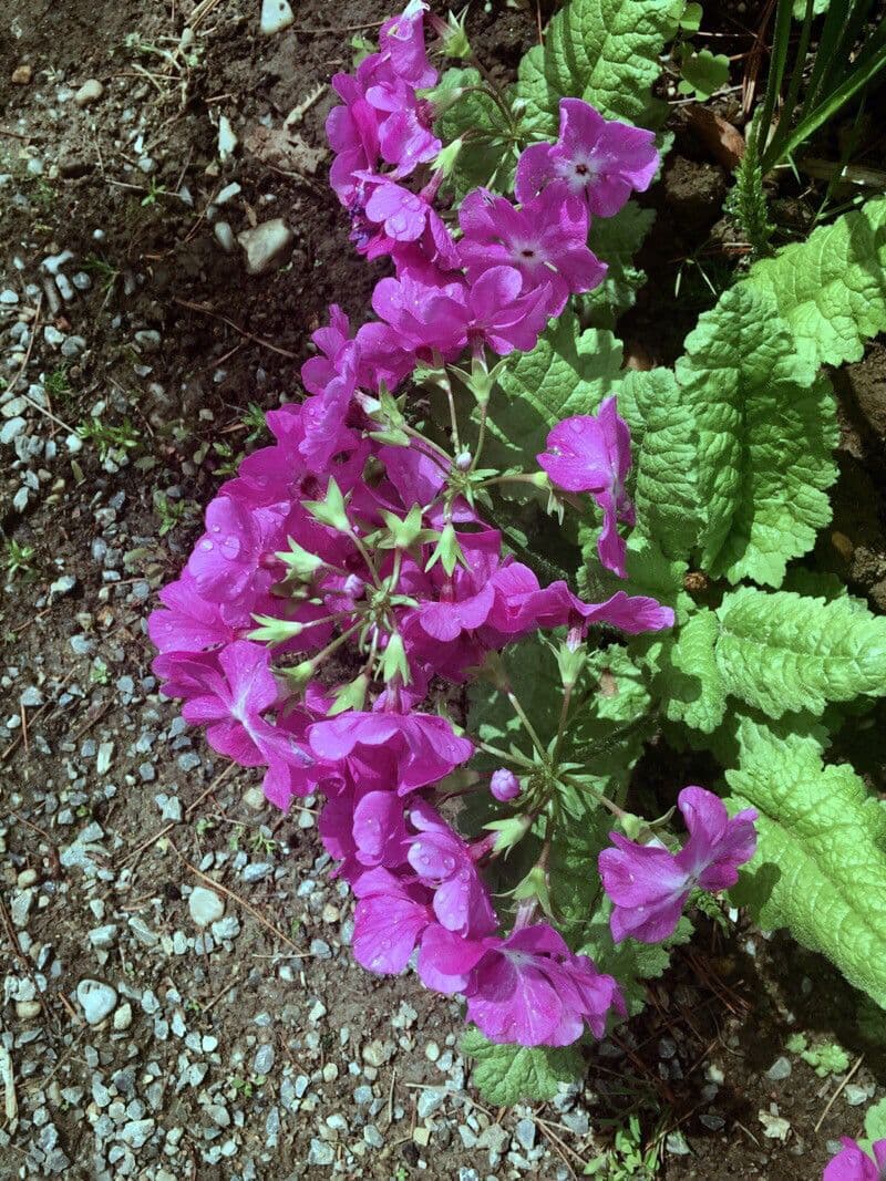 Primula di Siebold 6