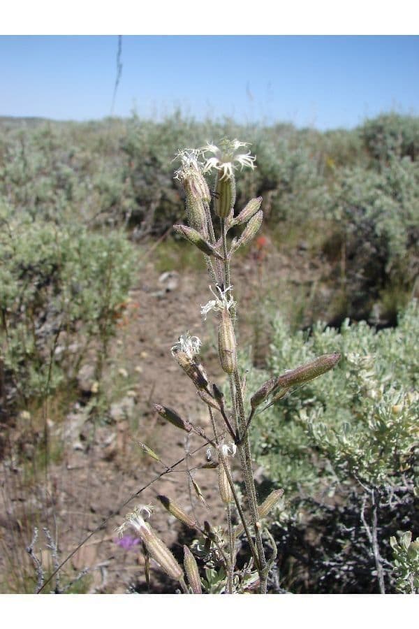 Silene dell'Oregon 3