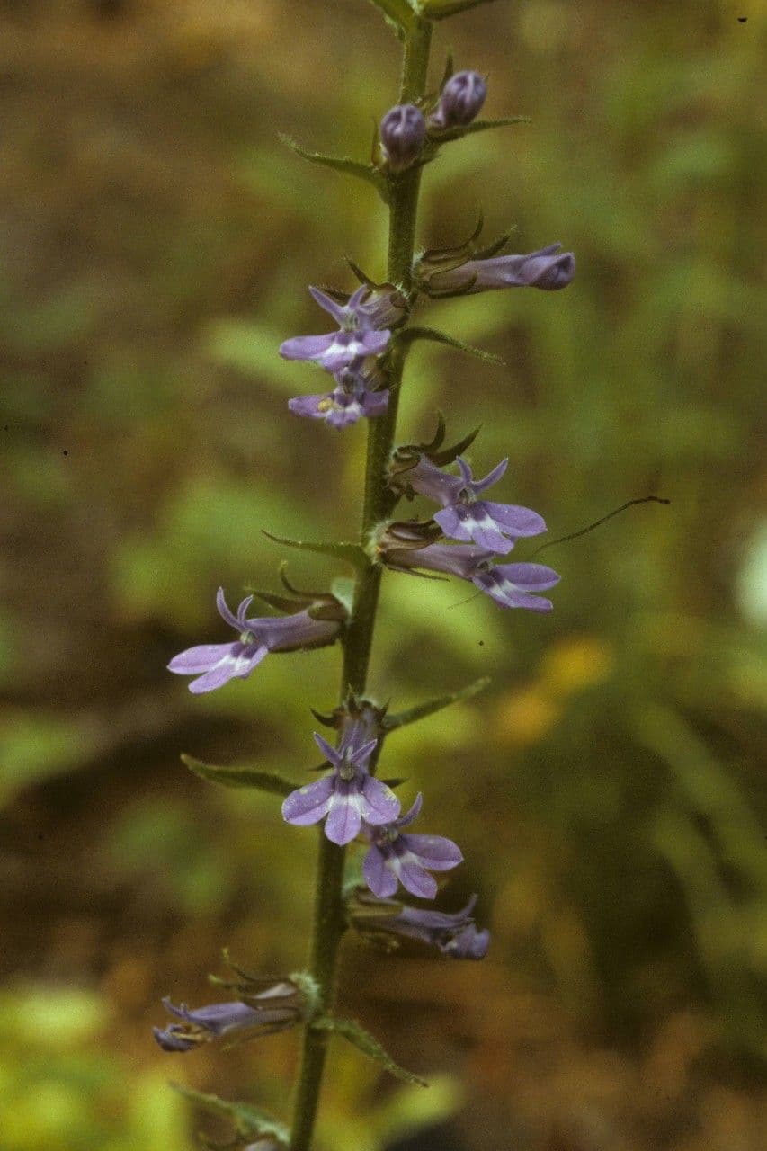 Lobelia puberula 9