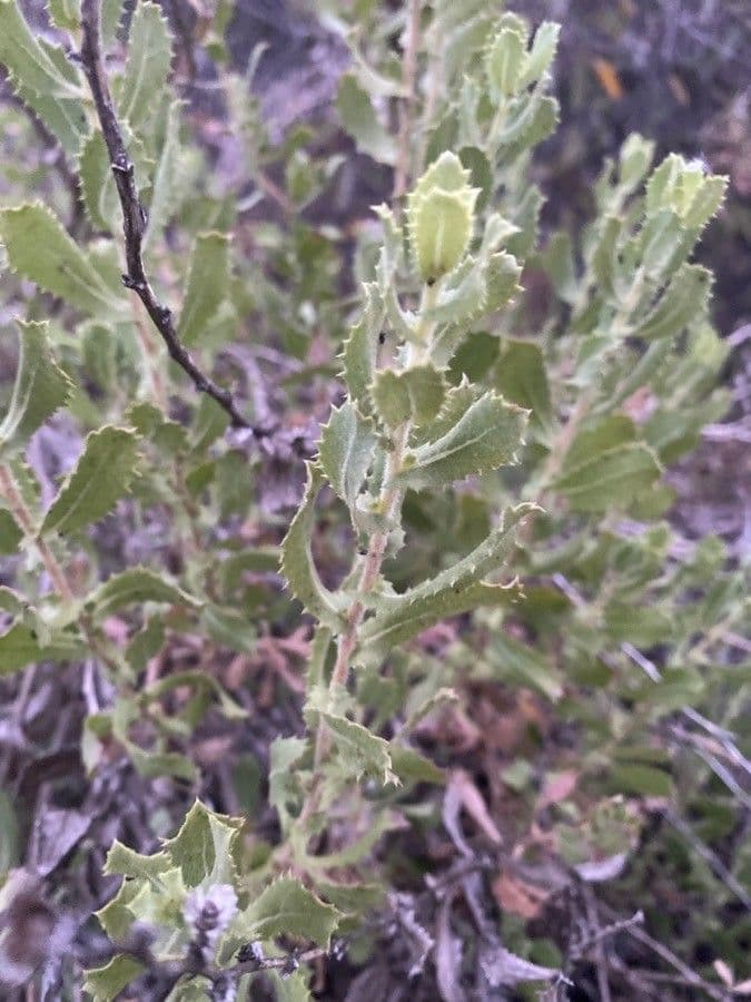 Hazardia dentata 6