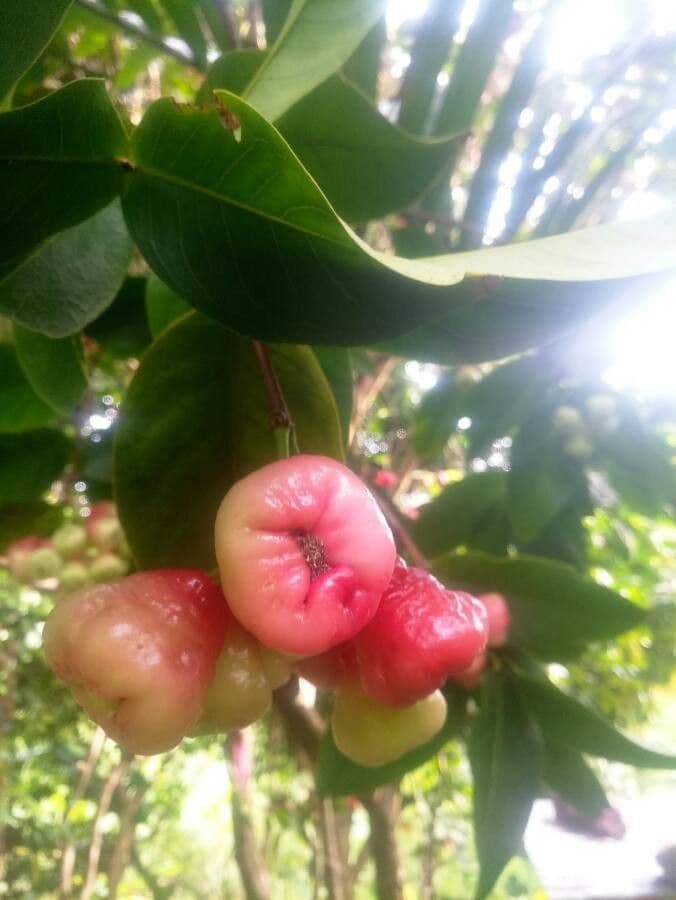 Pommier de Java 2