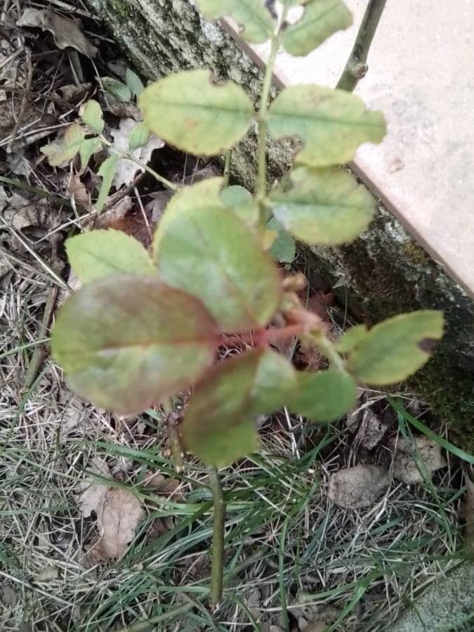 Rosa multiflora 18