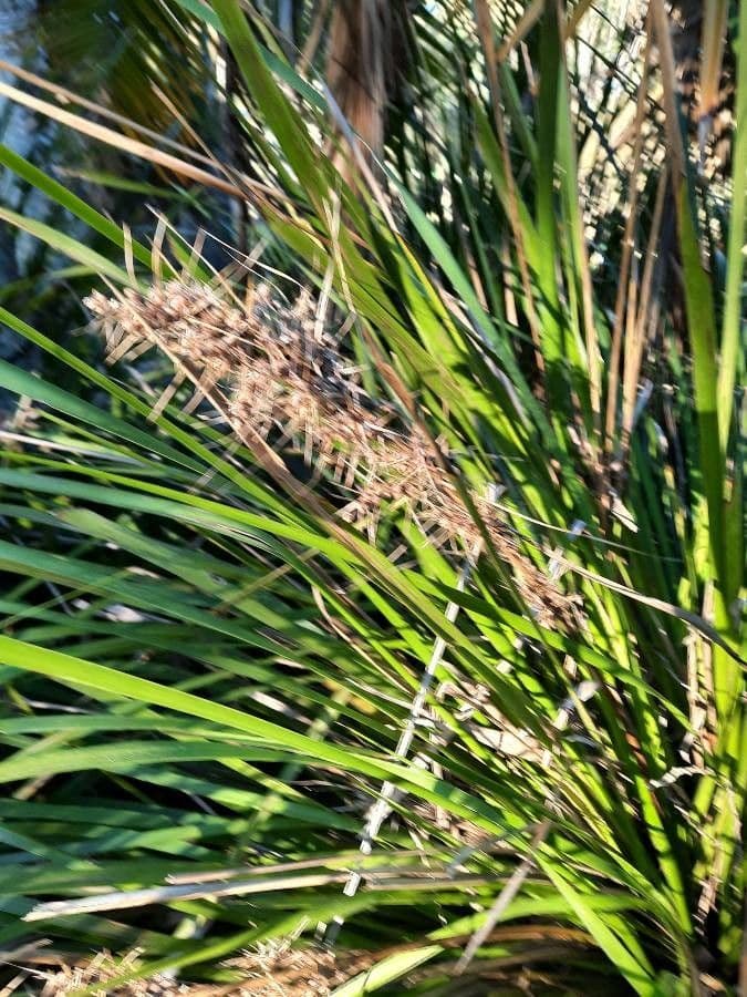 Lomandra 17