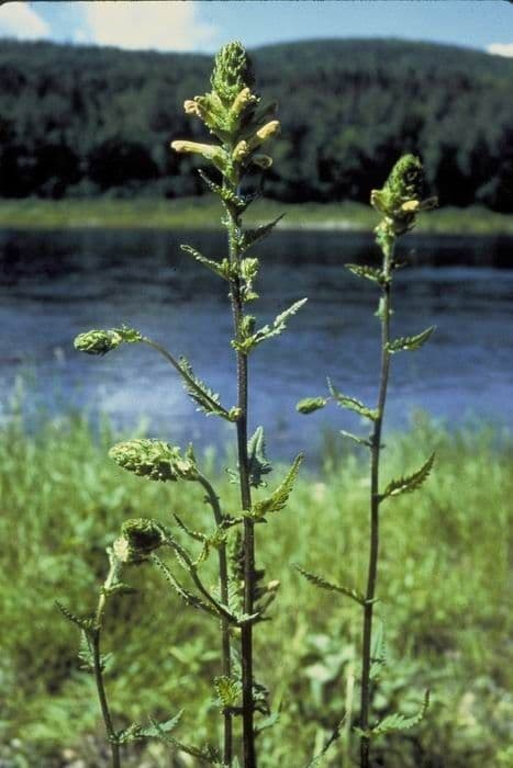 Pedicularis 2
