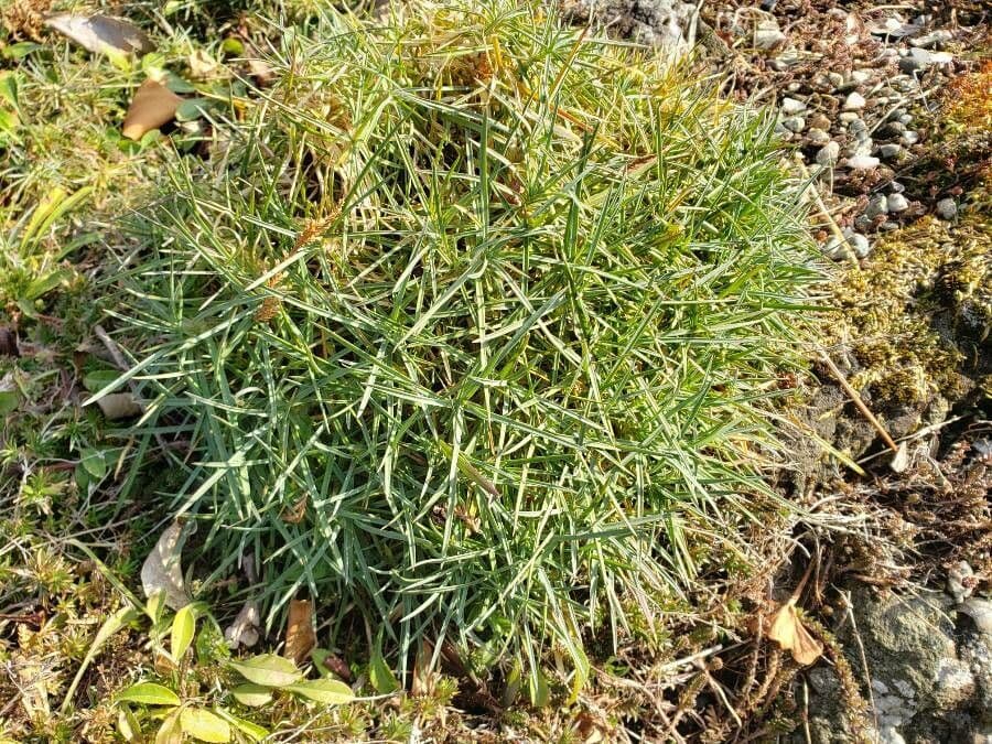 Garofano 5