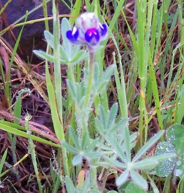 Lupinella bicolore 14