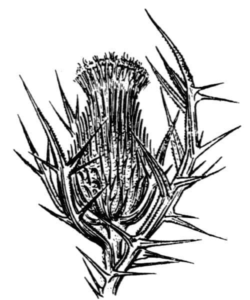 Cirsium 17