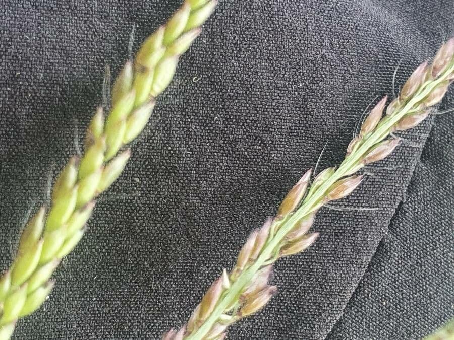 Urochloa 5