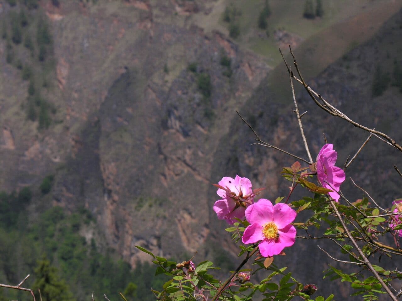 Großblättrige Rose 9