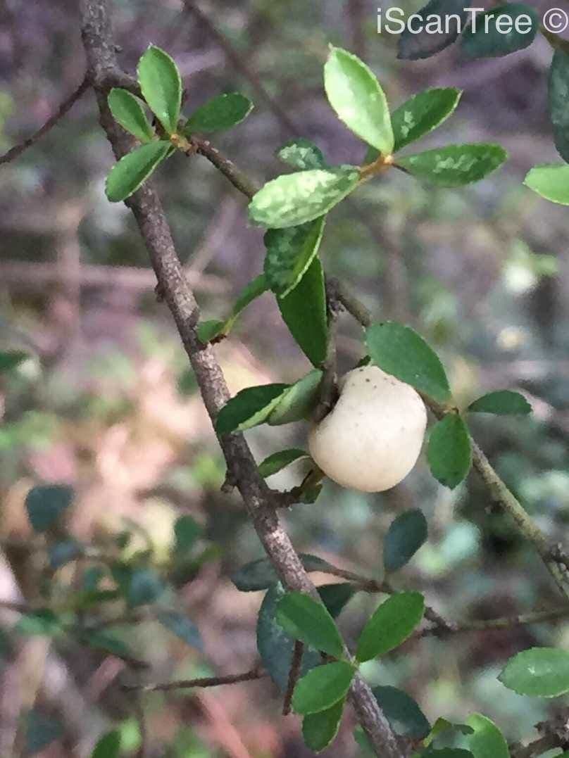 Myrsina africká