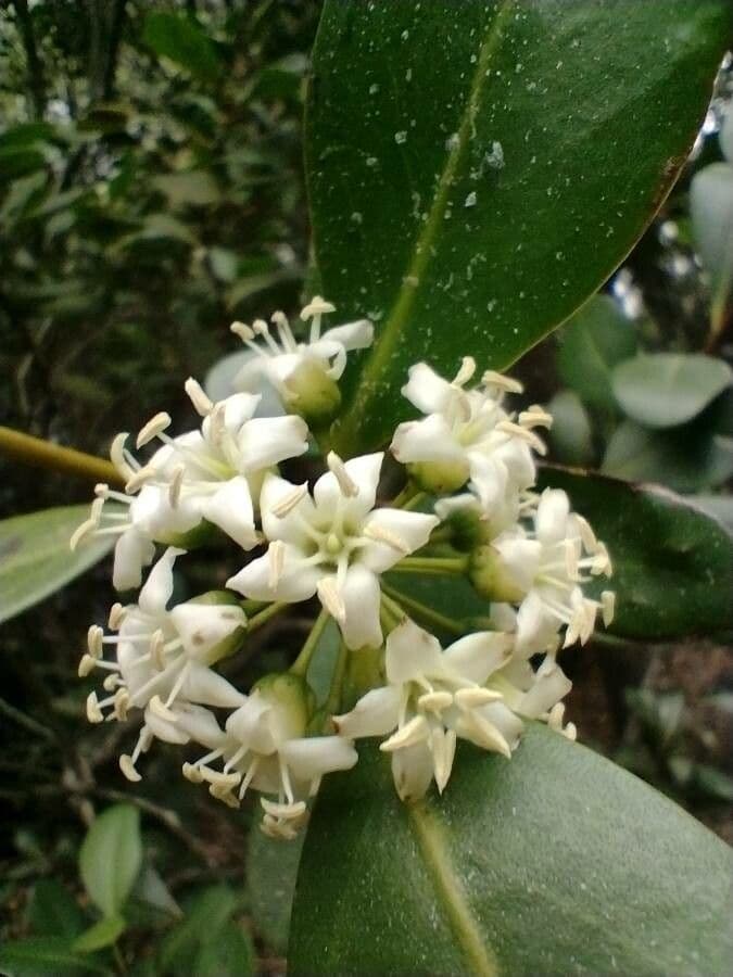 Aegiceras corniculatum 3