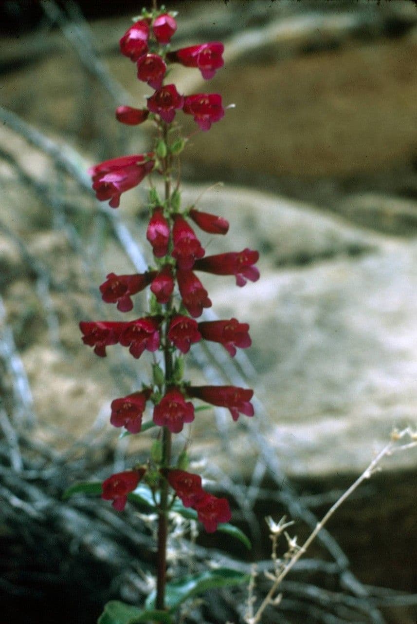Penstemon utański 3