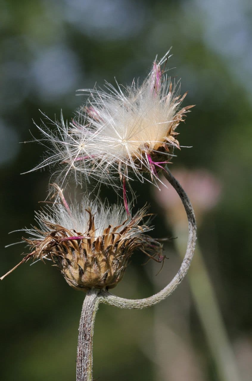 Knollen-Distel 4
