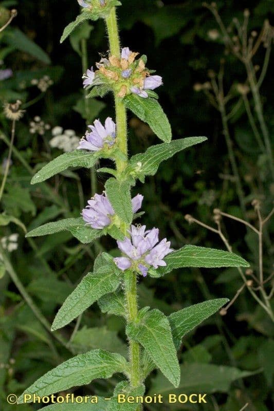 Campanula cervicaria 20