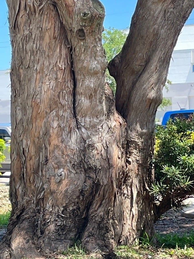 Podocarpus macrophyllus 23